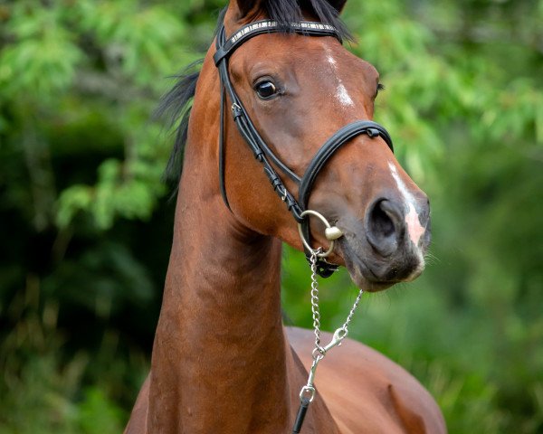 broodmare Little Loxley Line (Royal Warmblood Studbook of the Netherlands (KWPN), 2016, from Negro)