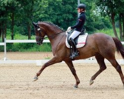 dressage horse Devolution (Hanoverian, 2015, from Don Nobless)