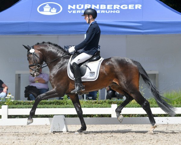 Deckhengst Quadrogold (Deutsches Sportpferd, 2016, von Quadroneur)
