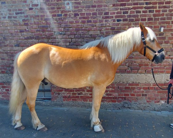 Pferd Mattis (Haflinger, 2001, von Maiko)