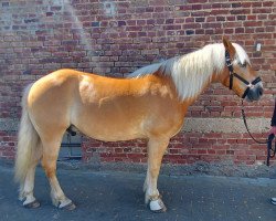 horse Mattis (Haflinger, 2001, from Maiko)