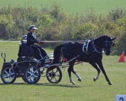 horse Bodethal's Night Birth (German Riding Pony, 2010, from Night-Star III)