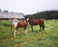 stallion NorCal Sierra's Dreamcatcher (Pintabian, 2019, from NorCal Sierra SnoMan)