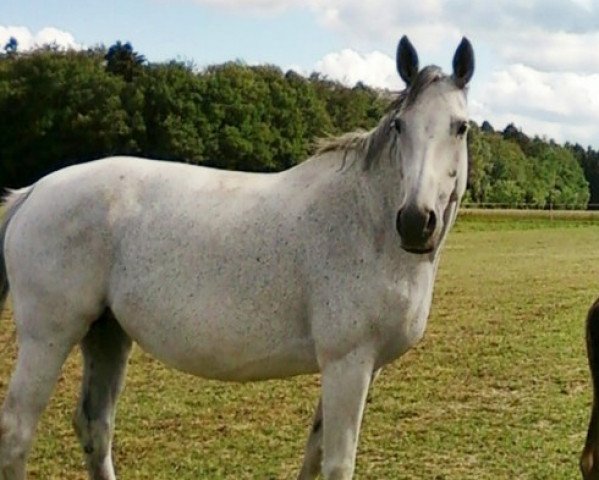 dressage horse Fantasie (Hessian Warmblood, 2001, from Fulminant)