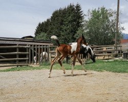 jumper NorCal Sierra Red Moon Rising (Pintabian, 2020, from NorCal Sierra SnoMan)