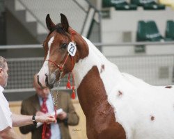 stallion Jameel (Arab half breed / Partbred,  , from Azal Ibn Amir)