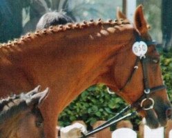 broodmare Alaska (Hessian Warmblood, 1992, from Anduc)