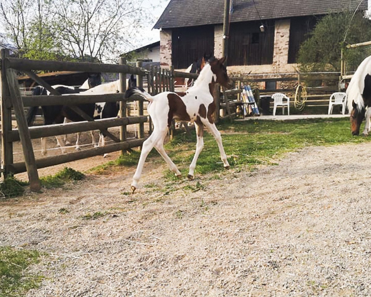 broodmare Azalea Bint Ibn Azal (Arabian, 2020)