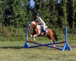 stallion NorCal Sierra Mystic Flame (Pintabian, 2014, from NorCal Sierra SnoMan)