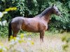 dressage horse Lemony's London Girl (Hanoverian, 2015, from Lemony's Nicket)