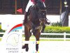 jumper Castini Gold (Oldenburg, 2016, from Casting)