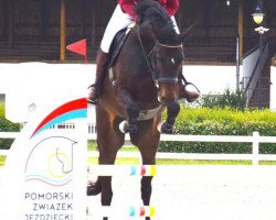 jumper Castini Gold (Oldenburg, 2016, from Casting)