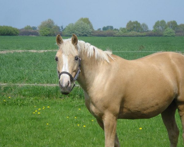broodmare Golden Girl (German Riding Pony, 2001, from FS Golden Highlight)