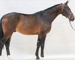 jumper Caroux 3 (Hanoverian, 2015, from VDL Cardento 933)