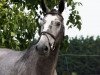 Springpferd Patchelli vd Bisschop (Belgisches Warmblut, 2015, von Galisco van Paemel)