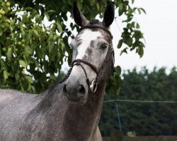 jumper Patchelli vd Bisschop (Belgian Warmblood, 2015, from Galisco van Paemel)