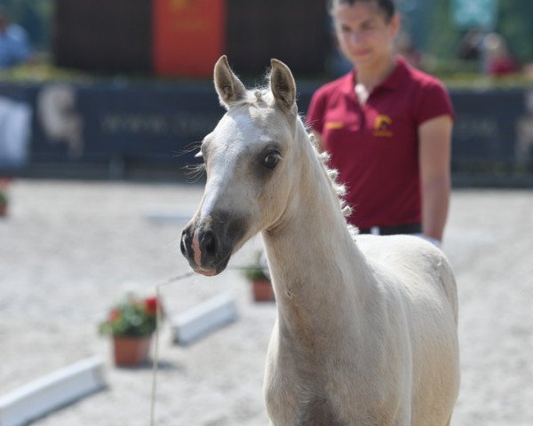 dressage horse Junkbrunnen's Halligalli (German Riding Pony, 2020, from Halifax)