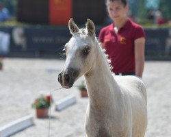 stallion Junkbrunnen's Halligalli (German Riding Pony, 2020, from Halifax)