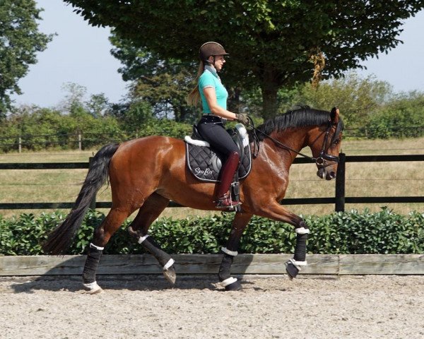 broodmare Fürstentraum 11 (Hanoverian, 2016, from Fürst Belissaro)