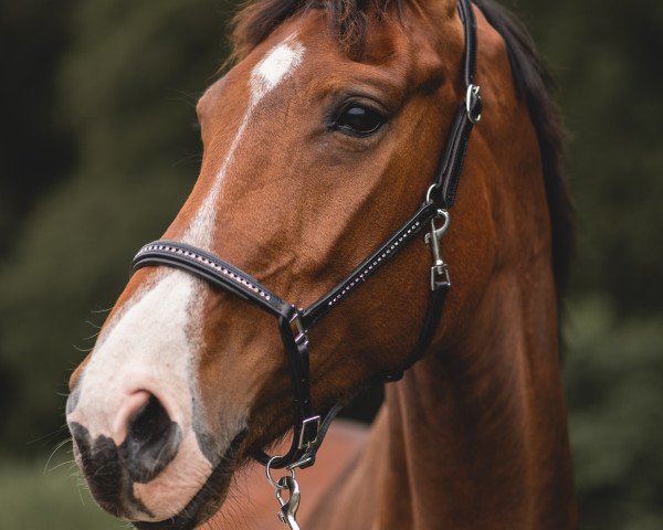 dressage horse I‘m a Charming girl (KWPN (Royal Dutch Sporthorse), 2013, from Charmeur)