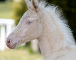 Springpferd Crystal Elf (Deutsches Reitpony, 2020, von Steendieks Chilli Willi)