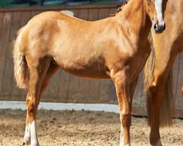 dressage horse Cassiopeia Royale RW (German Riding Pony, 2020, from DSP Cosmo Royale)