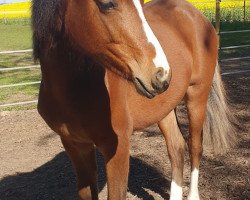 dressage horse Daytona RW (German Riding Pony, 2019, from Very Black)