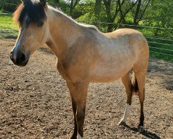 dressage horse Cascada (German Riding Pony, 2019, from Dating AT NRW)