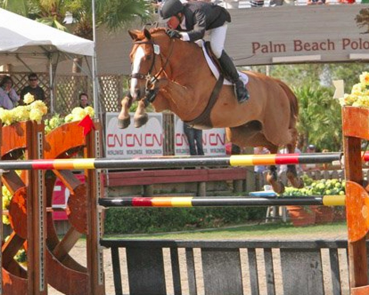 Deckhengst Up Chiqui (Belgisches Warmblut, 1997, von Quidam de Revel)