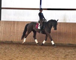 broodmare Heartbeat K (Trakehner, 2015, from Ovaro)