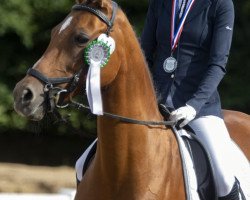 broodmare Bel Ami 80 (German Riding Pony, 2005, from Languard)