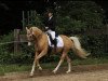 dressage horse Dancing Jack (German Riding Pony, 2009, from FS Don't Worry)