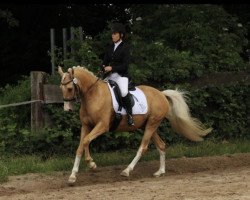 dressage horse Dancing Jack (German Riding Pony, 2009, from FS Don't Worry)