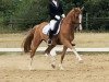 dressage horse Jake 18 (Nederlands Welsh Ridepony, 2005, from Bodo)