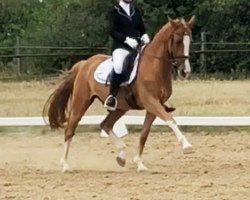 dressage horse Jake 18 (Nederlands Welsh Ridepony, 2005, from Bodo)