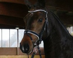 dressage horse Feliziana 3 (Hanoverian, 2014, from Feedback 16)