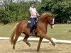 dressage horse Royal Touch 37 (Rhinelander, 2015, from Royal Classic II)