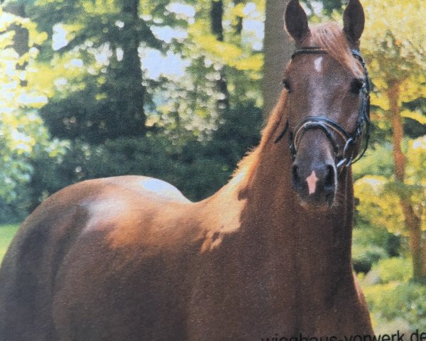 dressage horse Donazetti 3 (Hanoverian, 2015, from De Niro)