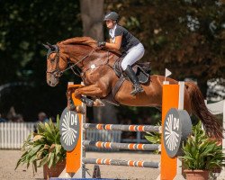 jumper Canberry H (German Sport Horse, 2013, from Casskeni II)