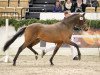 stallion Grenzhoehes Ocean's Eleven (German Riding Pony, 2015, from Grenzhoehes Olivier K WE)