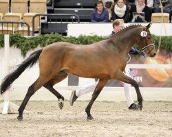 stallion Grenzhoehes Ocean's Eleven (German Riding Pony, 2015, from Grenzhoehes Olivier K WE)