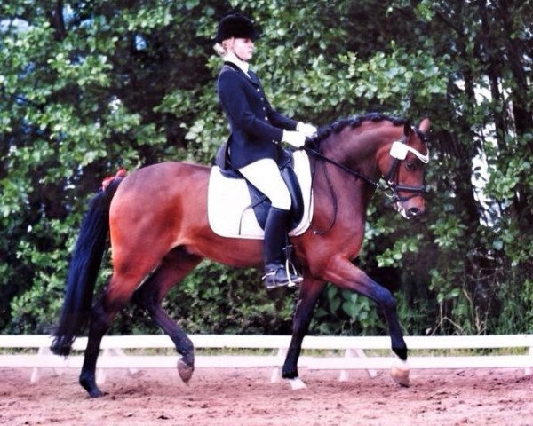dressage horse Blitz (German Riding Pony, 2006, from Black Ombre)