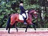 dressage horse Blitz (German Riding Pony, 2006, from Black Ombre)