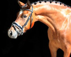 Deckhengst HK Classic Sunshine (Deutsches Reitpony, 2016, von Casino Royal Flash)