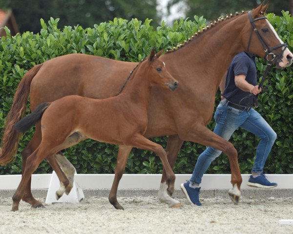 jumper Stutfohlen von Cascadello x Lissabon (German Warmblood, 2020, from Cascadello)