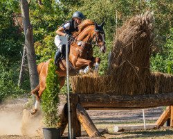 jumper Open End 2 (German Riding Pony, 2010, from Oosteinds Ricky)