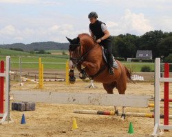 dressage horse Caipirinha Nights (Hanoverian, 2013, from Comte)