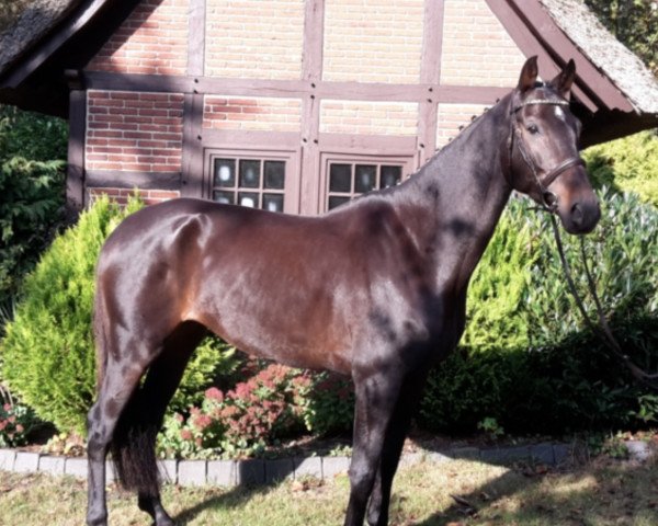 jumper Fabuleus 3 (Royal Warmblood Studbook of the Netherlands (KWPN), 2010, from Indoctro)