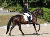 dressage horse Rubina 375 (Hanoverian, 2005, from Rubinero 2)