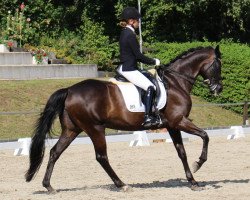 dressage horse Rubina 375 (Hanoverian, 2005, from Rubinero 2)